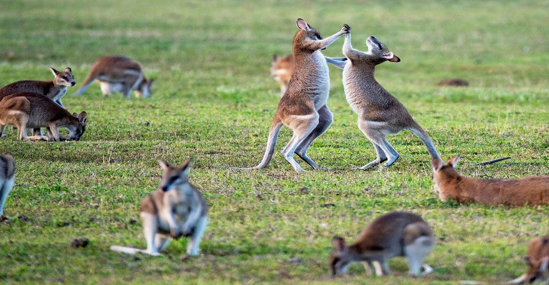Kängurus auf einer Wiese als Repräsentation des australischen ENglisch