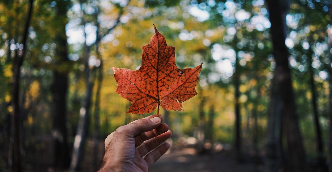 A maple leave representing Canadian culture