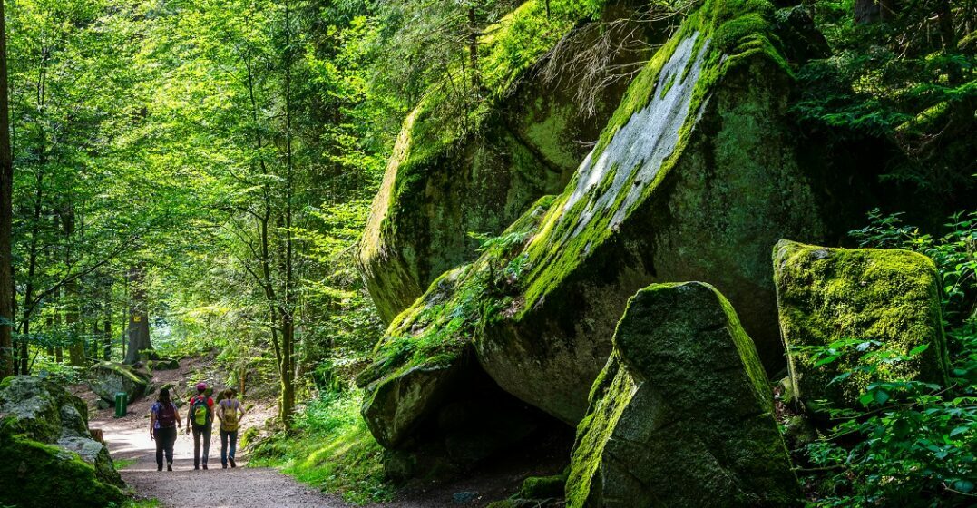 People visiting a German forest