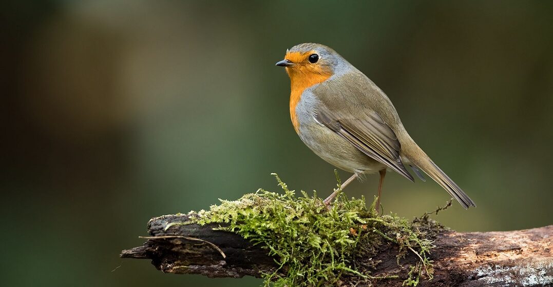 Robin, one of the most famous garden birds in France
