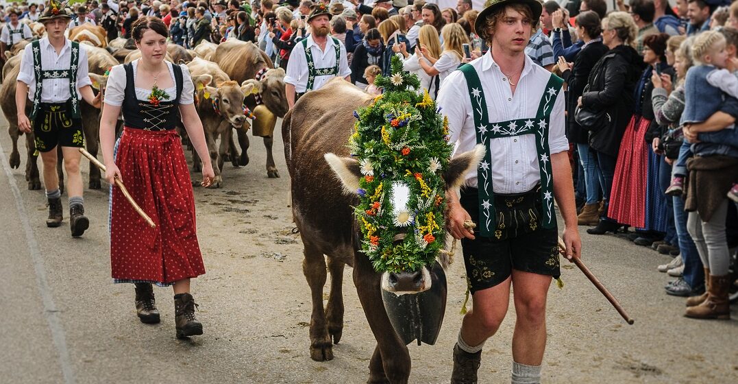 Alpine cow descent, a Swiss tradition