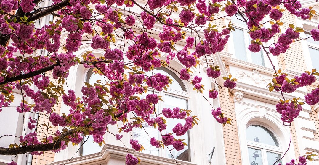 Cherry blossoms in Bonn, Germany