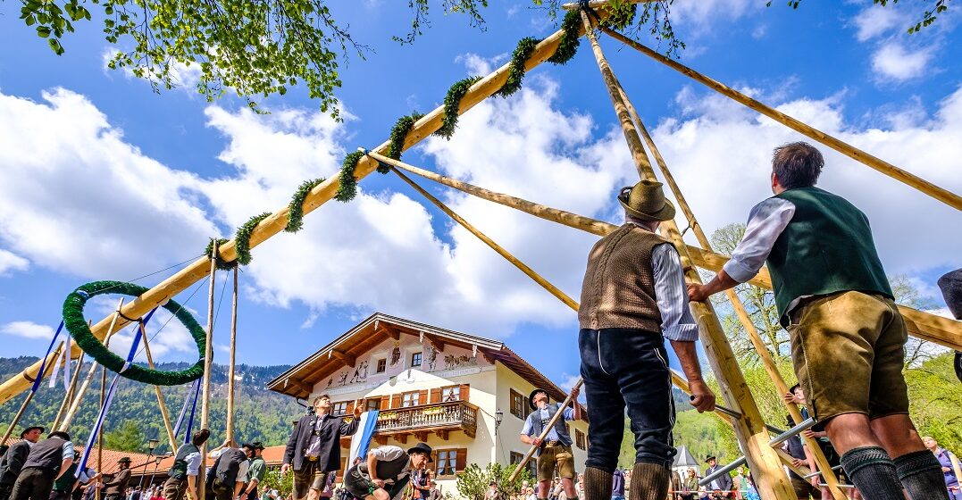 Settin up of a typical maypole for 1 may celebrations in Germany