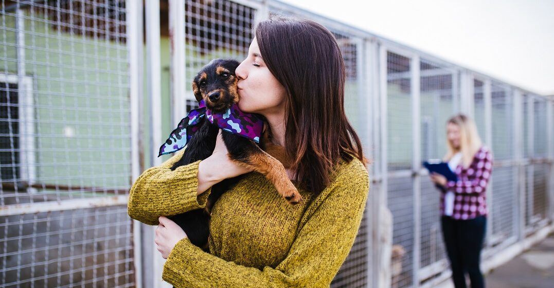 How does dog adoption work in Germany?