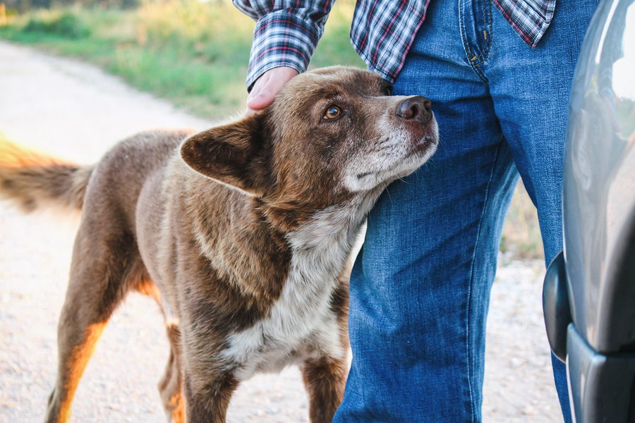 dog-walker-learning-english