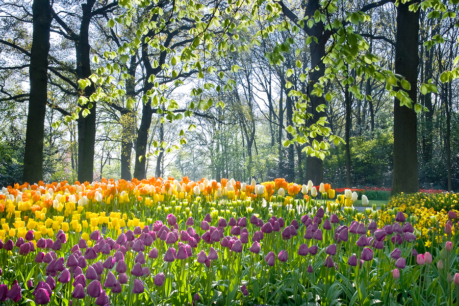 beautiful Spring Tulip flowers in a field
